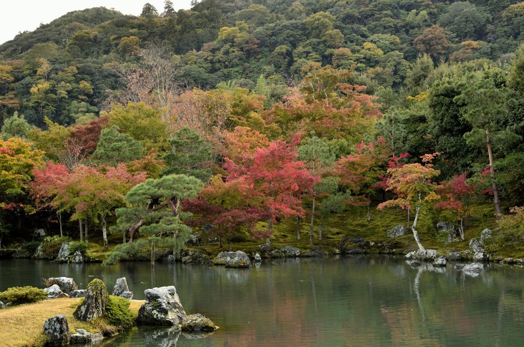 天龍寺・曹源池・紅葉