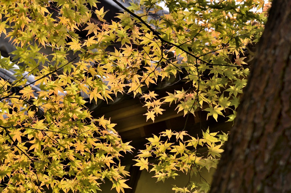 もう少し・もみじ