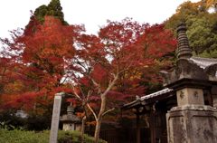 来迎院・紅葉２０１３（１）