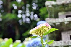 ヤマアジサイ#9（長谷寺）