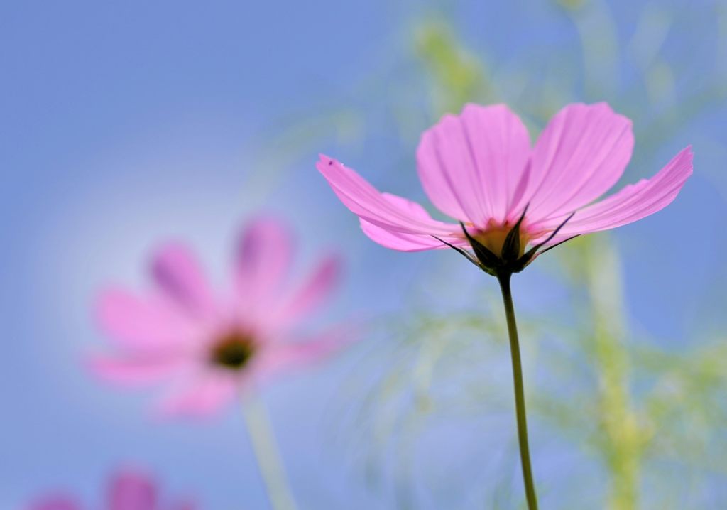 秋景色・・・秋桜