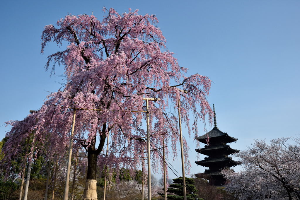 東寺・不二桜