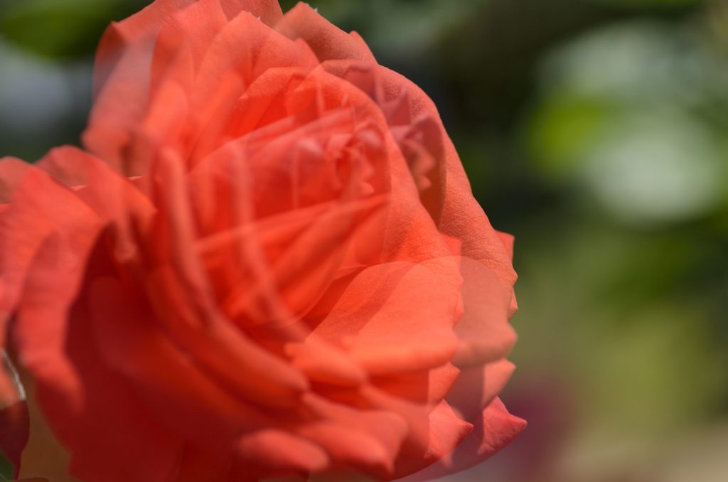 オレンジ・・きれい（鎌倉文学館）