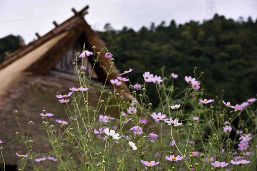 秋には・・・秋桜