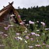 秋には・・・秋桜