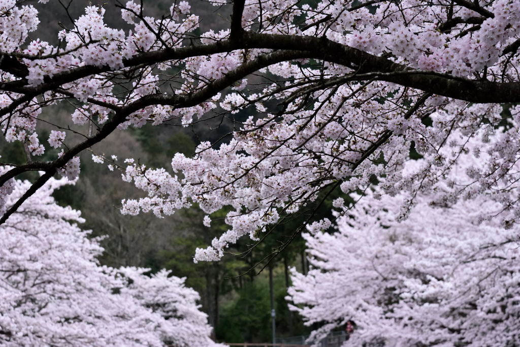 和らぎの道＃５