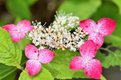 ヤマアジサイ＃4（光則寺）