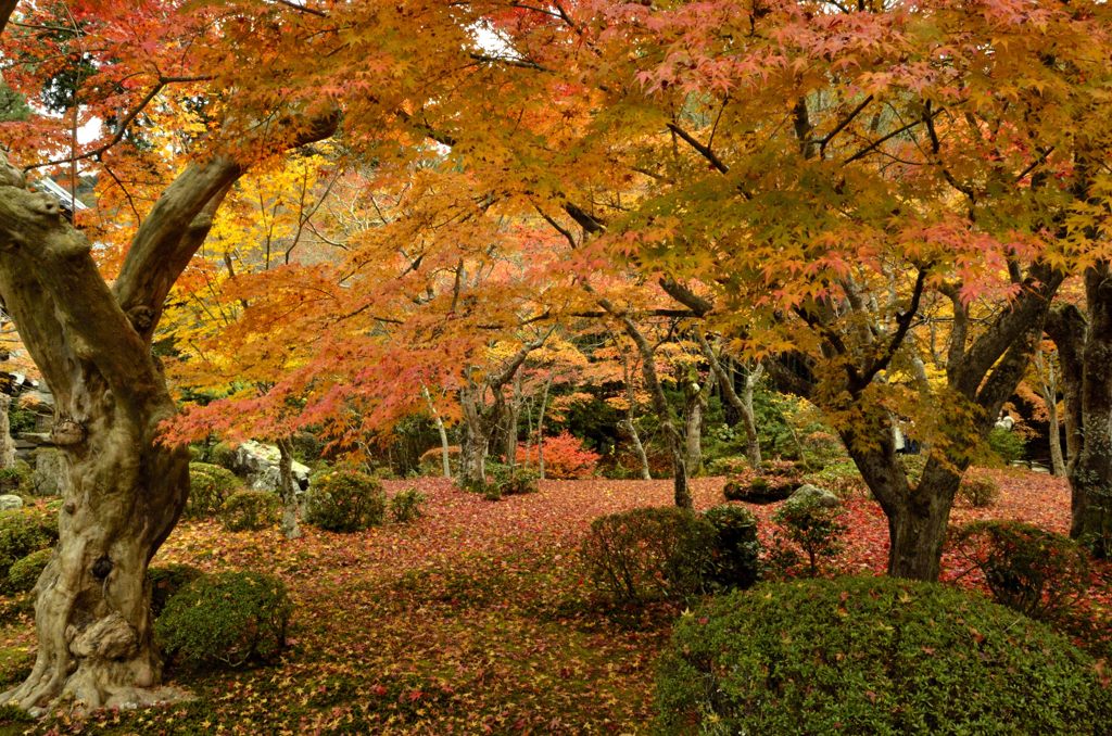 紅葉のトンネル
