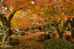 紅葉のトンネル
