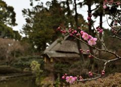 梅宮大社・神苑