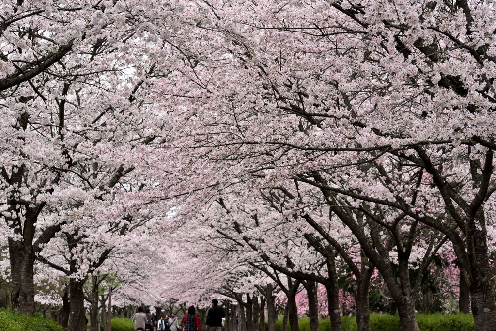 桜・トンネル