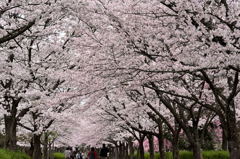 桜・トンネル