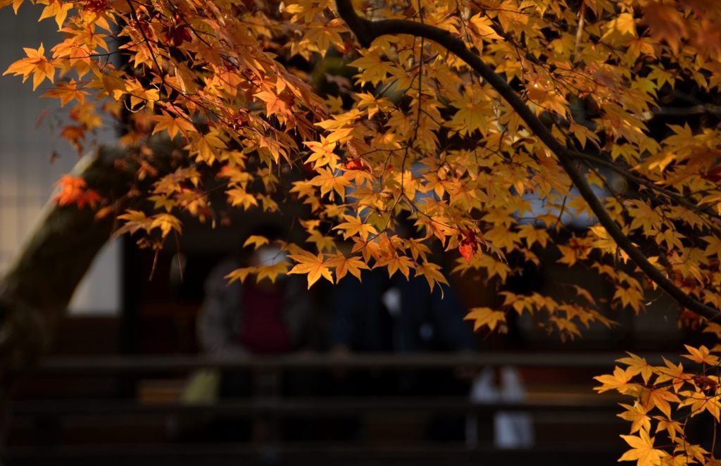 高台寺・紅葉２０１３（２）