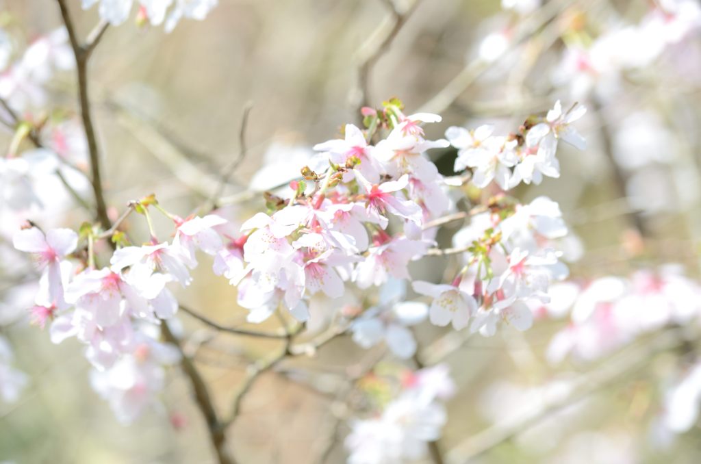 風に吹かれる桜（円覚寺）