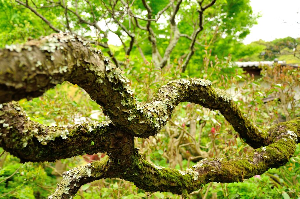 梅の古木（光則寺）
