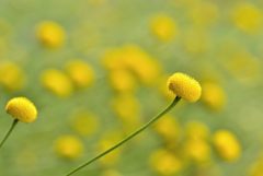 京都植物園の花たち＃２