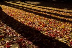 光・散り紅葉