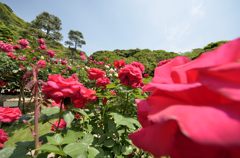 赤いバラからそらへ