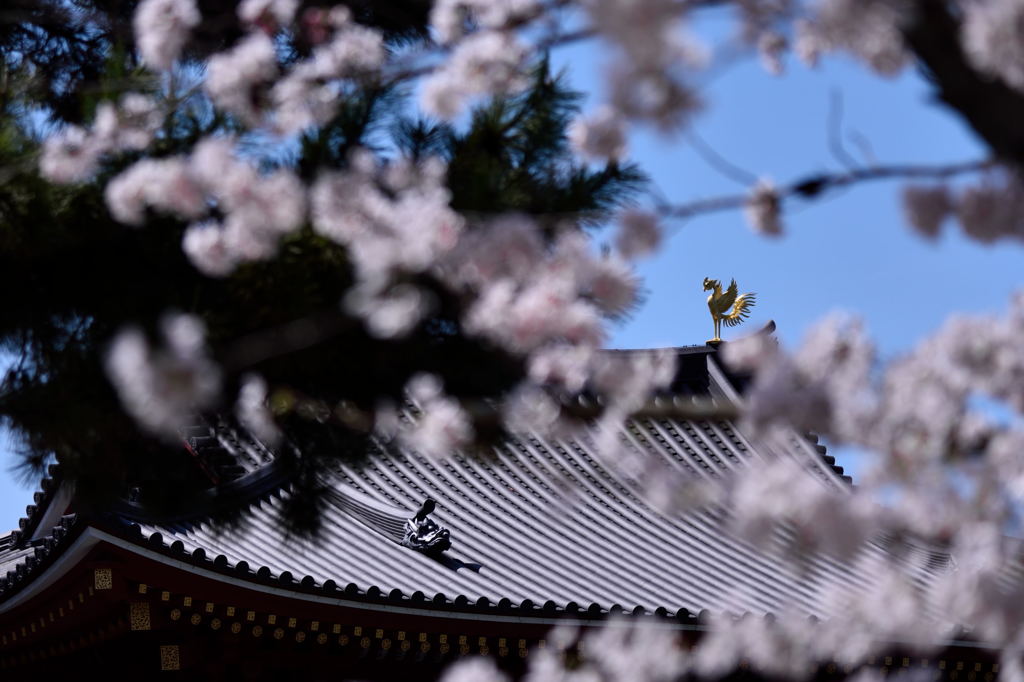 鳳凰と桜＃１