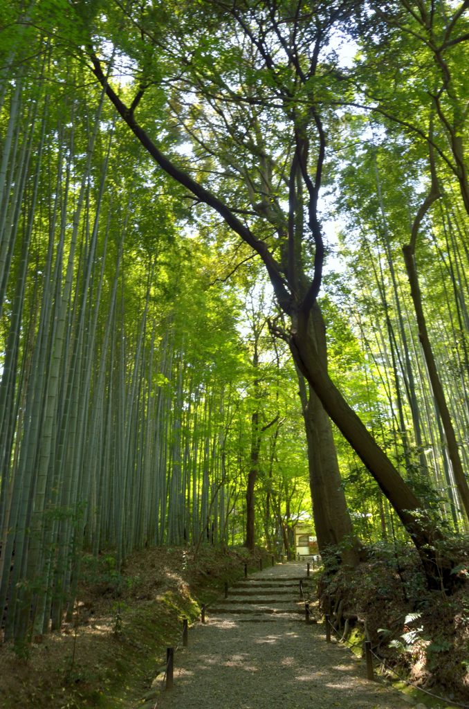 竹の寺