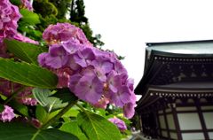 紫陽花＃3（円覚寺）