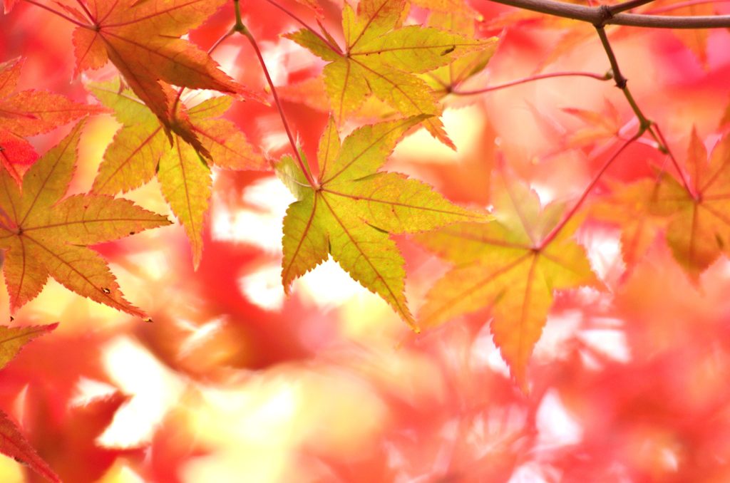 ぼちぼち見頃に