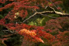 モミジ・赤・幾重にも