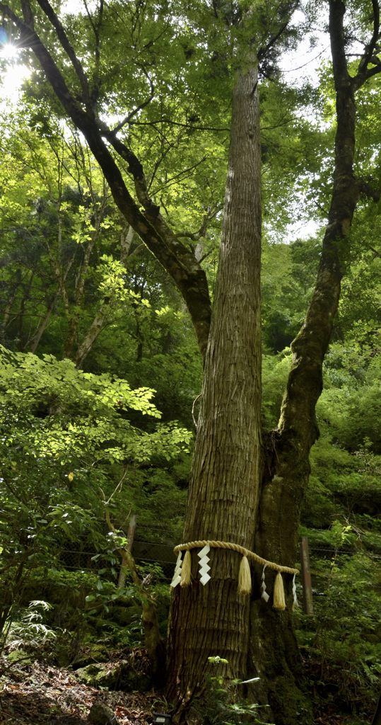 連理の杉