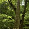 連理の杉