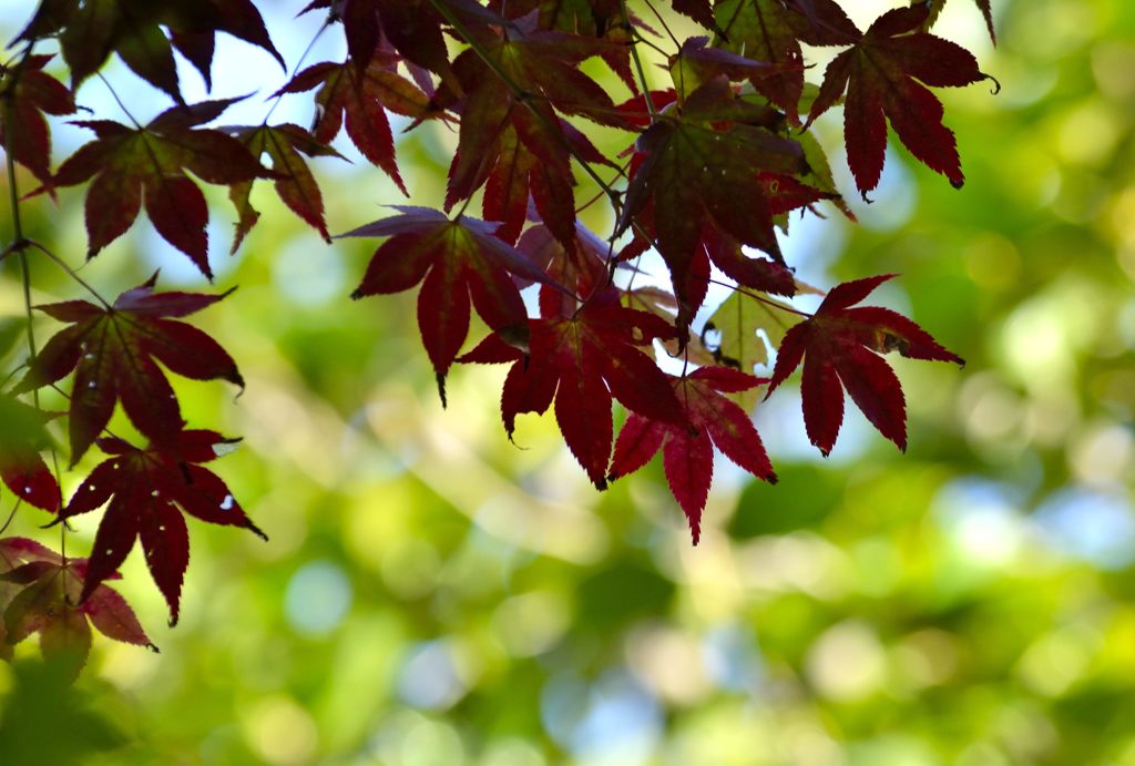 緑キラキラ・紅葉