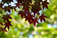 緑キラキラ・紅葉