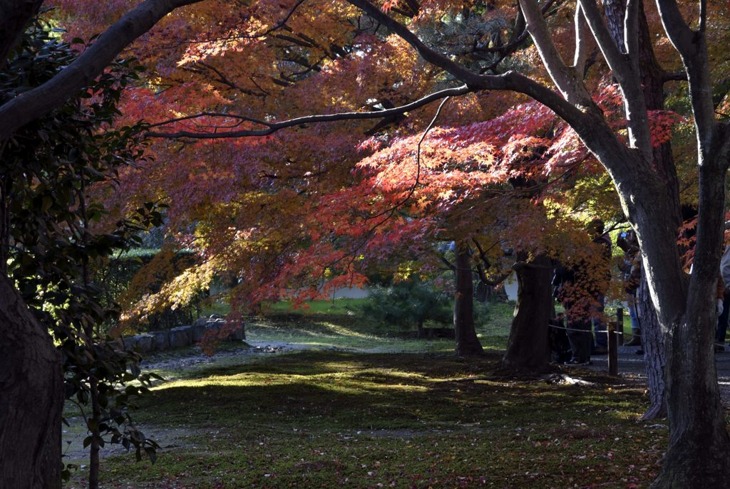 東福寺・紅葉２０１３（３）