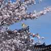 鳳凰と桜＃３