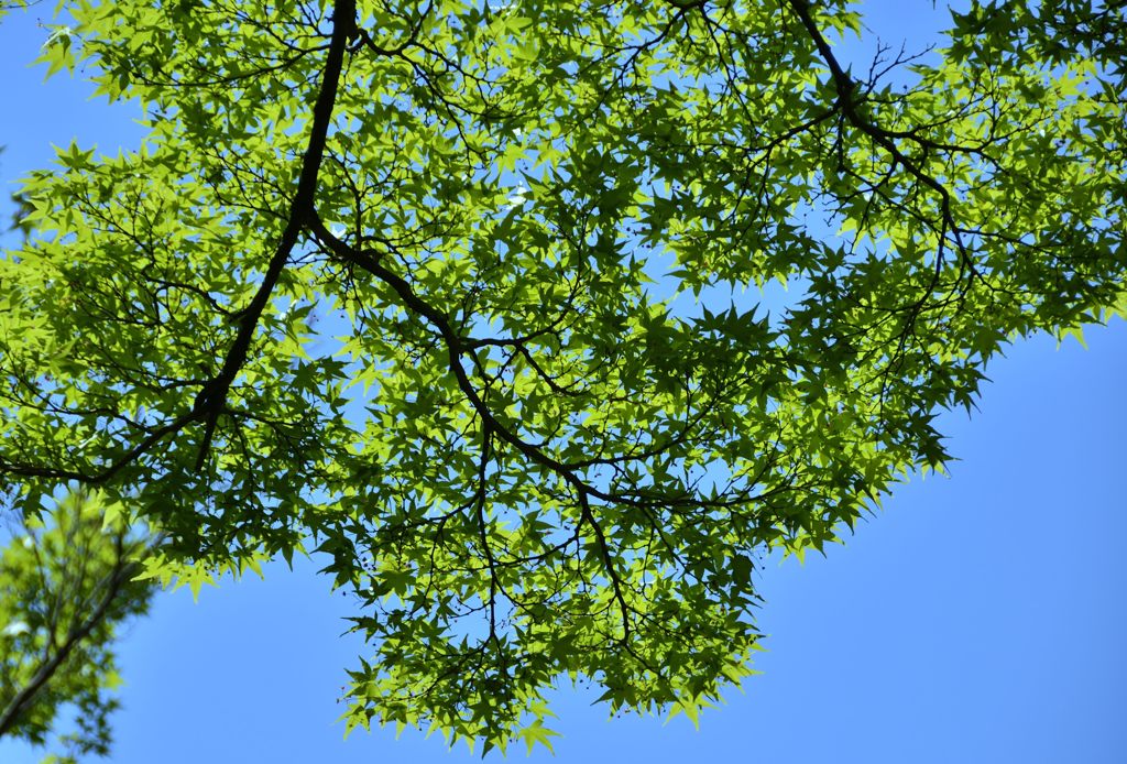 青もみじ＃２（宝厳院）