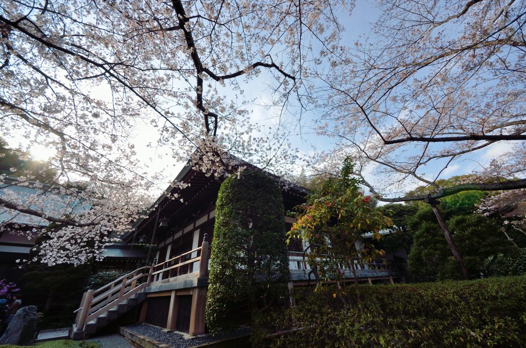 見事な桜（報国寺）