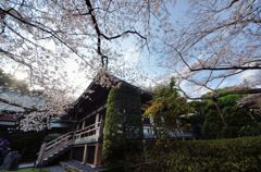 見事な桜（報国寺）