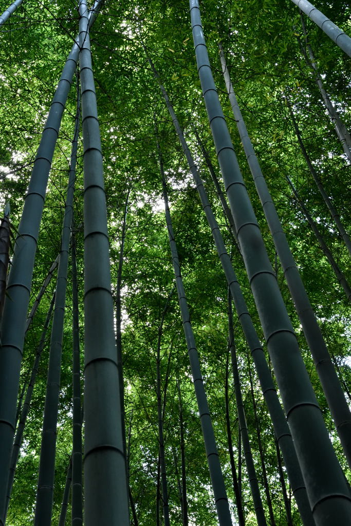 竹林＃３