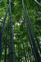 竹林＃３
