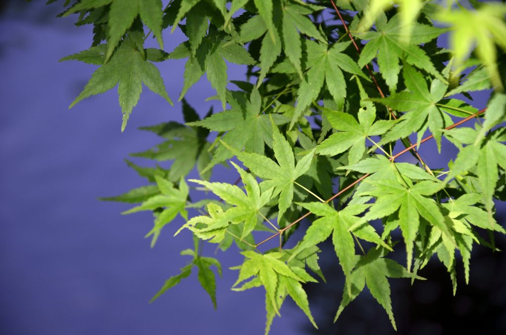 新緑のモミジ（鶴岡八幡宮）