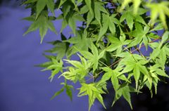 新緑のモミジ(鶴岡八幡宮)