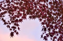 もみじと空