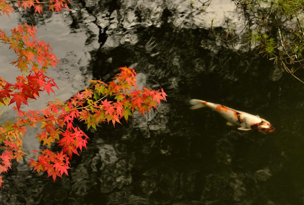 鯉と紅葉