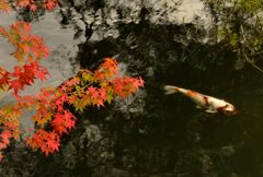 鯉と紅葉