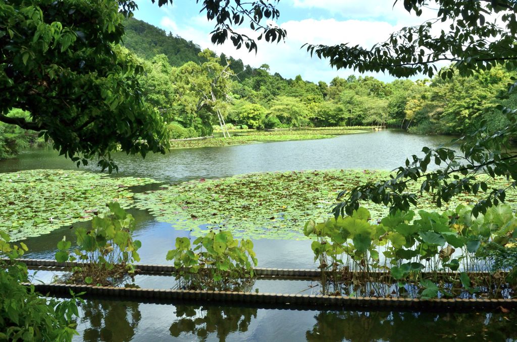 龍安寺＃１（鏡容池）