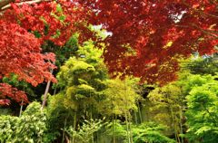 赤と緑(海蔵寺)