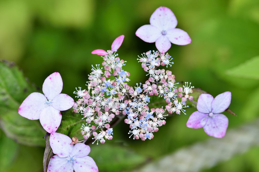 ヤマアジサイ#11（光則寺）