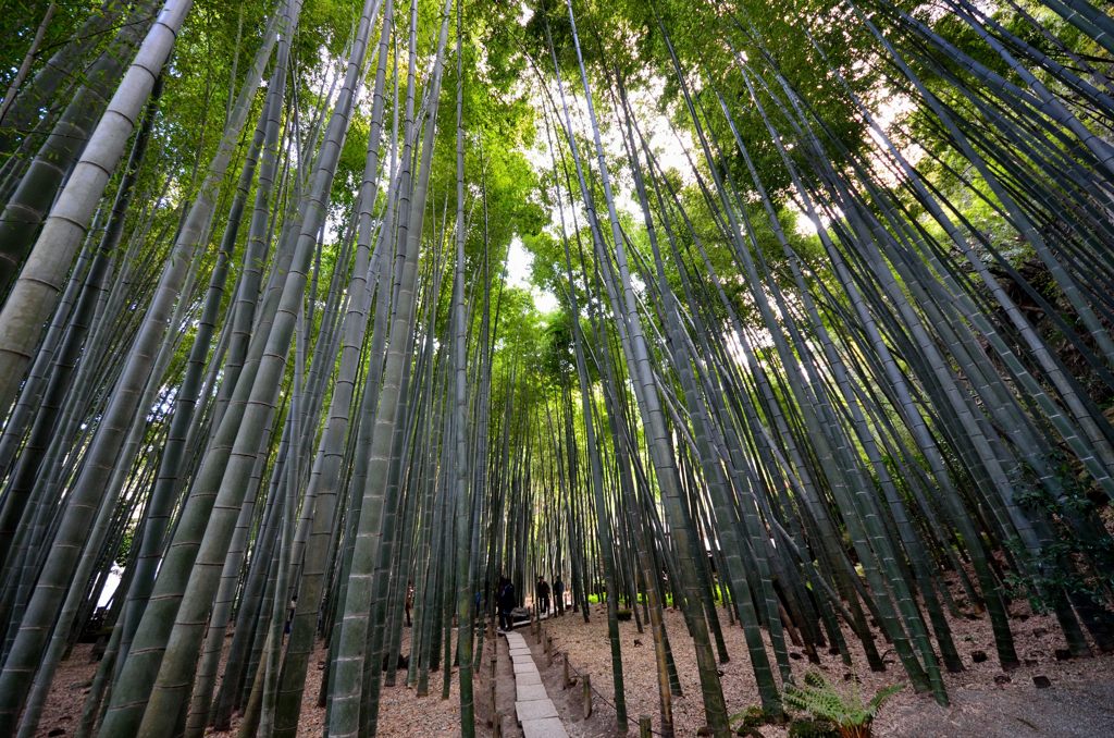 孟宗竹（報国寺）