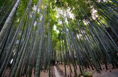 孟宗竹（報国寺）