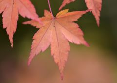 はしりの紅葉（光悦寺＃２）