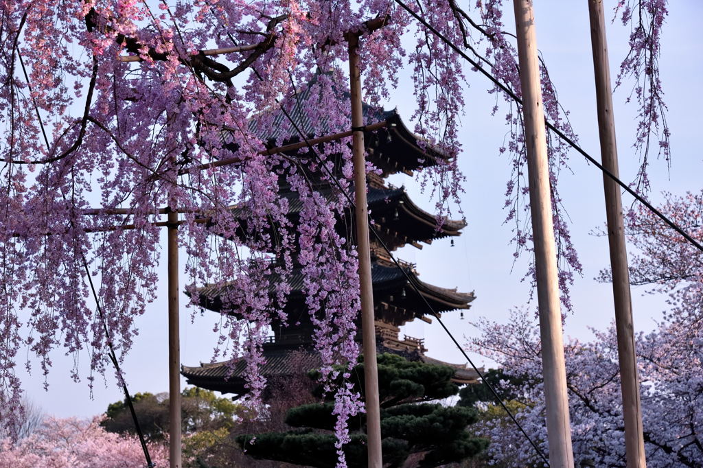 東寺・不二桜越し